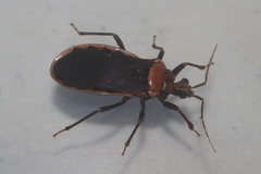 Rhiginia cinctiventris