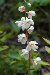 Pyrola grandiflora