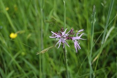 Silene flos-cuculi