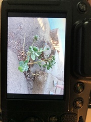 Calotropis procera image