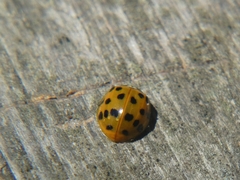 Harmonia axyridis