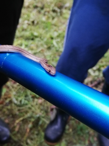 Dryophylax gambotensis