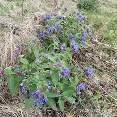 Pulmonaria mollis