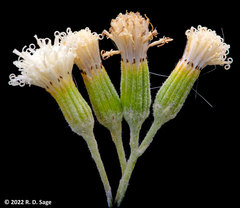 Senecio filaginoides