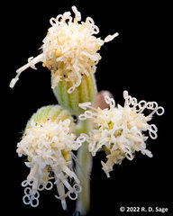 Senecio filaginoides