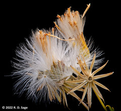 Senecio filaginoides