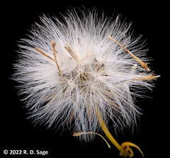 Senecio filaginoides