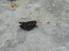 Prionotropis azami