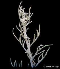 Senecio filaginoides