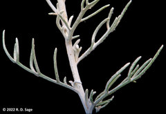 Senecio filaginoides