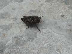 Prionotropis azami