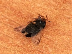 Coleoptera