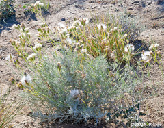 Senecio filaginoides