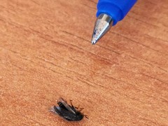 Coleoptera