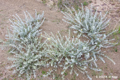 Senecio filaginoides