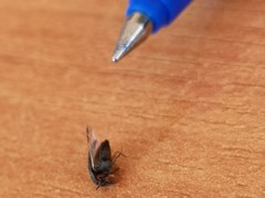 Coleoptera