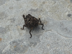 Prionotropis azami