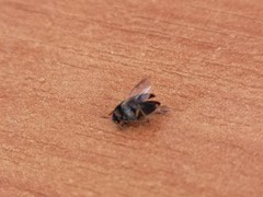 Coleoptera