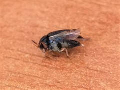 Coleoptera