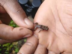 Pristimantis shrevei