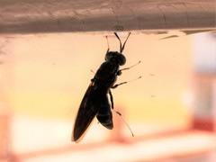 Hermetia illucens