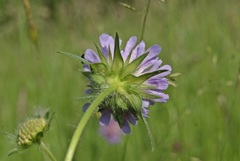 Knautia