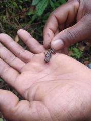 Pristimantis shrevei