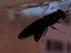 Hermetia illucens