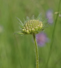 Knautia