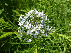 Dolichovespula arctica