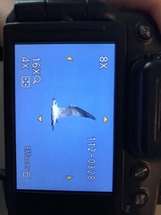 Gelochelidon nilotica