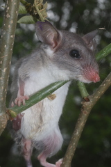 Ototylomys phyllotis