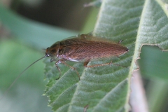 Ectobius vittiventris