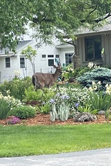 Odocoileus virginianus