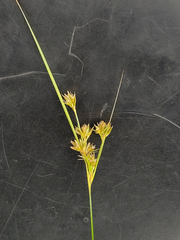 Juncus occidentalis