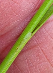 Juncus occidentalis