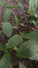 Convallaria majalis