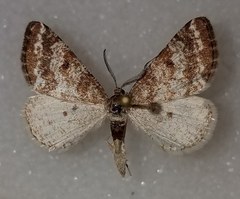 Eufidonia notataria