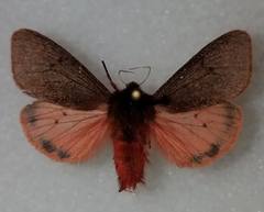 Phragmatobia assimilans