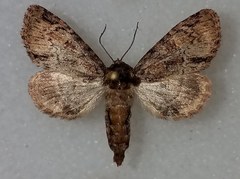 Phosphila turbulenta