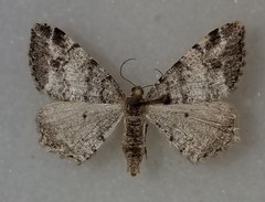 Macaria pinistrobata