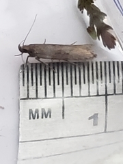 Neofaculta ericetella
