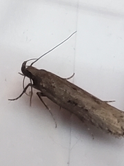 Neofaculta ericetella