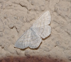 Scopula caricaria