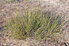 Ephedra ochreata