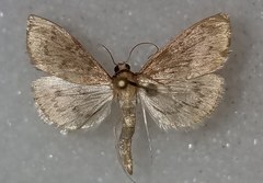 Framinghamia helvalis