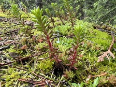 Sedum stenopetalum