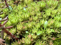 Sedum stenopetalum