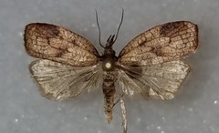 Sparganothis xanthoides