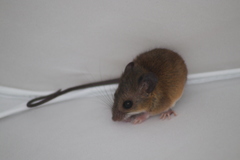 Reithrodontomys gracilis